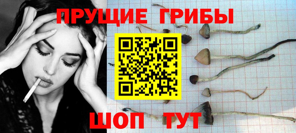 Псилоцибиновые грибы Cubensis  Галлюциногенные грибы Psilocybine cubensis  купить   Вход с VPN  Черкесск 